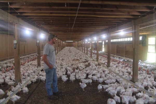 chickens 600x400 - Poultry Farm Security Systems