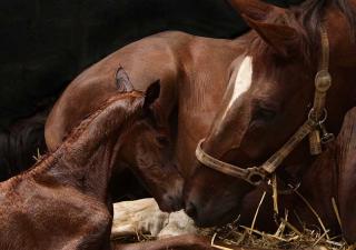 Foaling Cameras